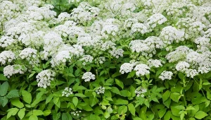 Nieopanowany podagrycznik, uciążliwy chwast, który w Polsce należy do najczęściej występujących od morza aż po góry, rośnie naprawdę wysoki. Ładnie kwitnie, ale to jedna z nielicznych zalet.