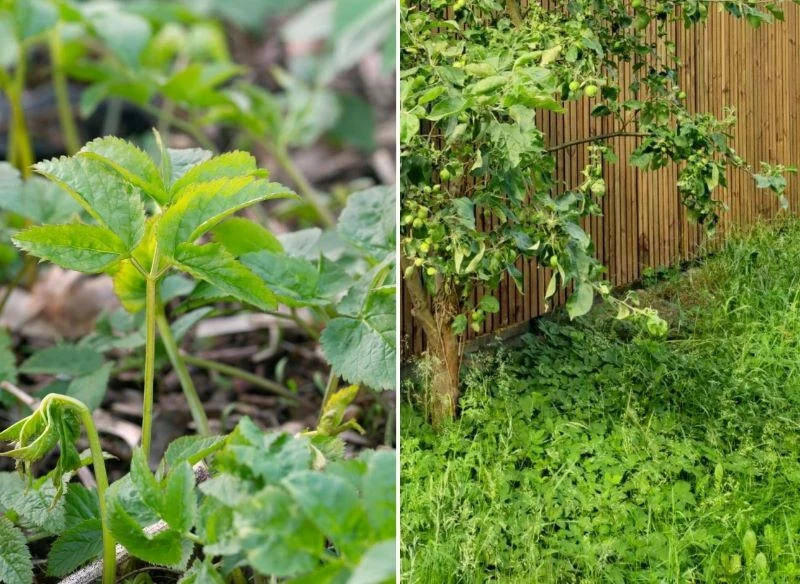 Podagrycznik wyrasta w różnych częściach ogrodu, u mnie zdominował pół działki, tworząc pod drzewami owocowymi zwarty, zielony dywan