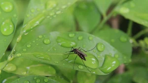 Dlaczego w ogrodzie jest tak dużo komarów? Co je przyciąga? Wyjaśniamy.