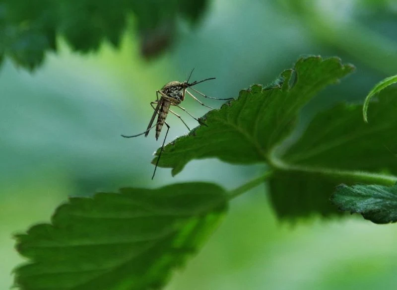 Niektóre rośliny odstraszają komary
