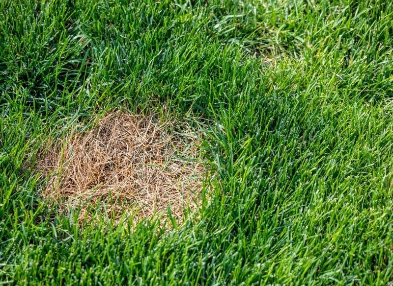 Żółta plamistość traw jest często skutkiem niedoboru substancji pokarmowych