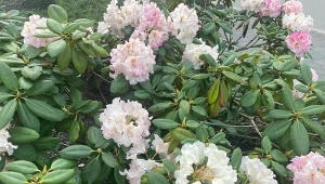 Jak uratować marniejącego rododendrona? Z podlewaniem i nawożeniem można przesadzić