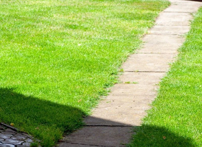 Zadbany trawnik rzadziej choruje