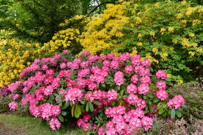 Aby rododendrony zdrowo rosły i pięknie kwitły, uważaj na nadmiar wody w podłożu