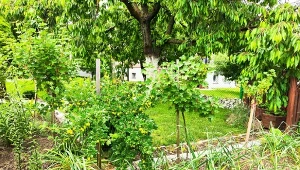 Mączka kostna nie tylko poprawia smak owoców i warzyw.  Przyspiesza również proces dojrzewania./Deccoria.pl