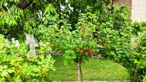 Sprawdź, czym ściółkować maliny, porzeczki i agrest./Deccoria.pl