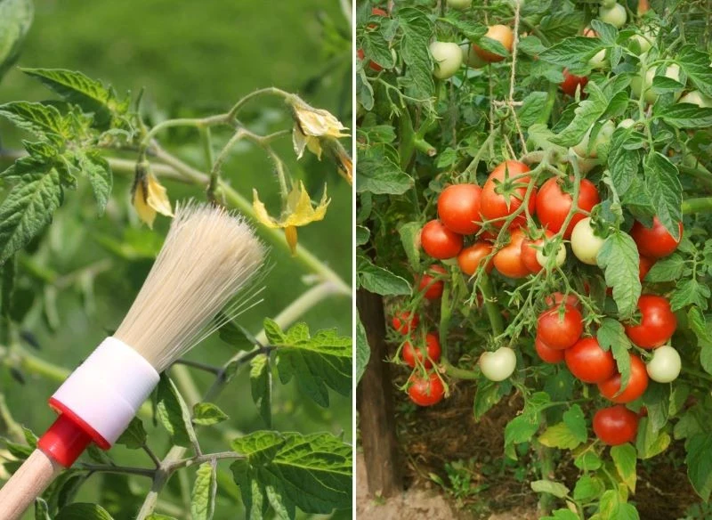 Popularne pędzelkowanie to metoda czasochłonna, gdy roślina rozwija dziesiątki kwiatów