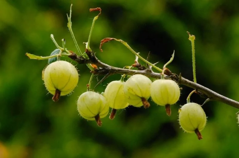 Odpowiednia ściółka przełoży się na lepsze plonowanie agrestu, malin i porzeczek