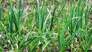 Jednym z ważniejszych elementów w uprawie czosnku jest obrywanie młodych pędów, które przypominają świńskie ogonki.