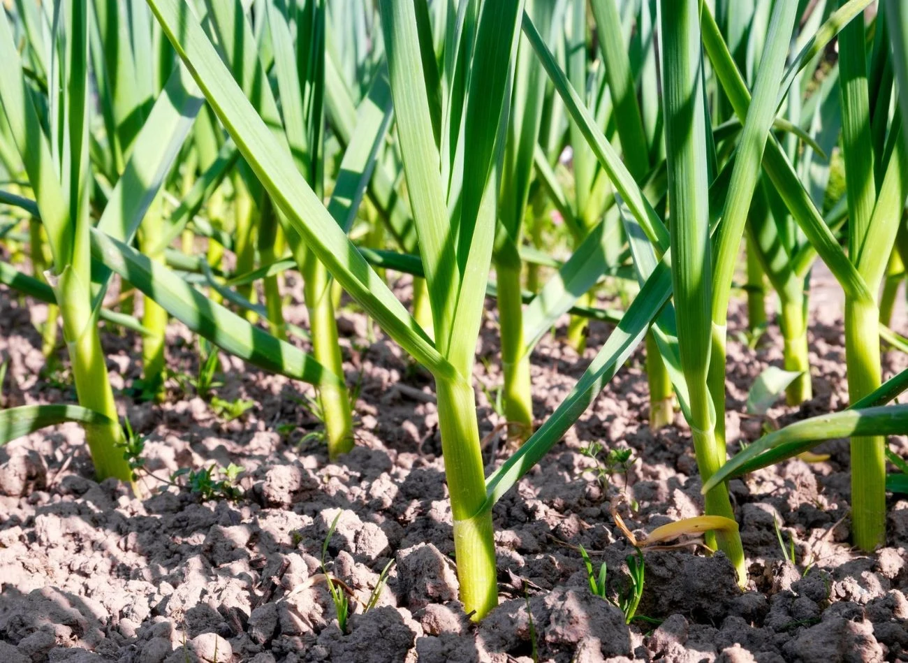 Młode pędy czosnku to ceniony przez kucharzy dodatek do potraw