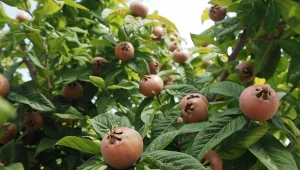 W ogrodzie możesz uprawiać ciekawe odmiany nieszpułki. Ich owoce przypominają konsystencją dojrzałą gruszkę, ale w smaku są po prostu wyjątkowe.
