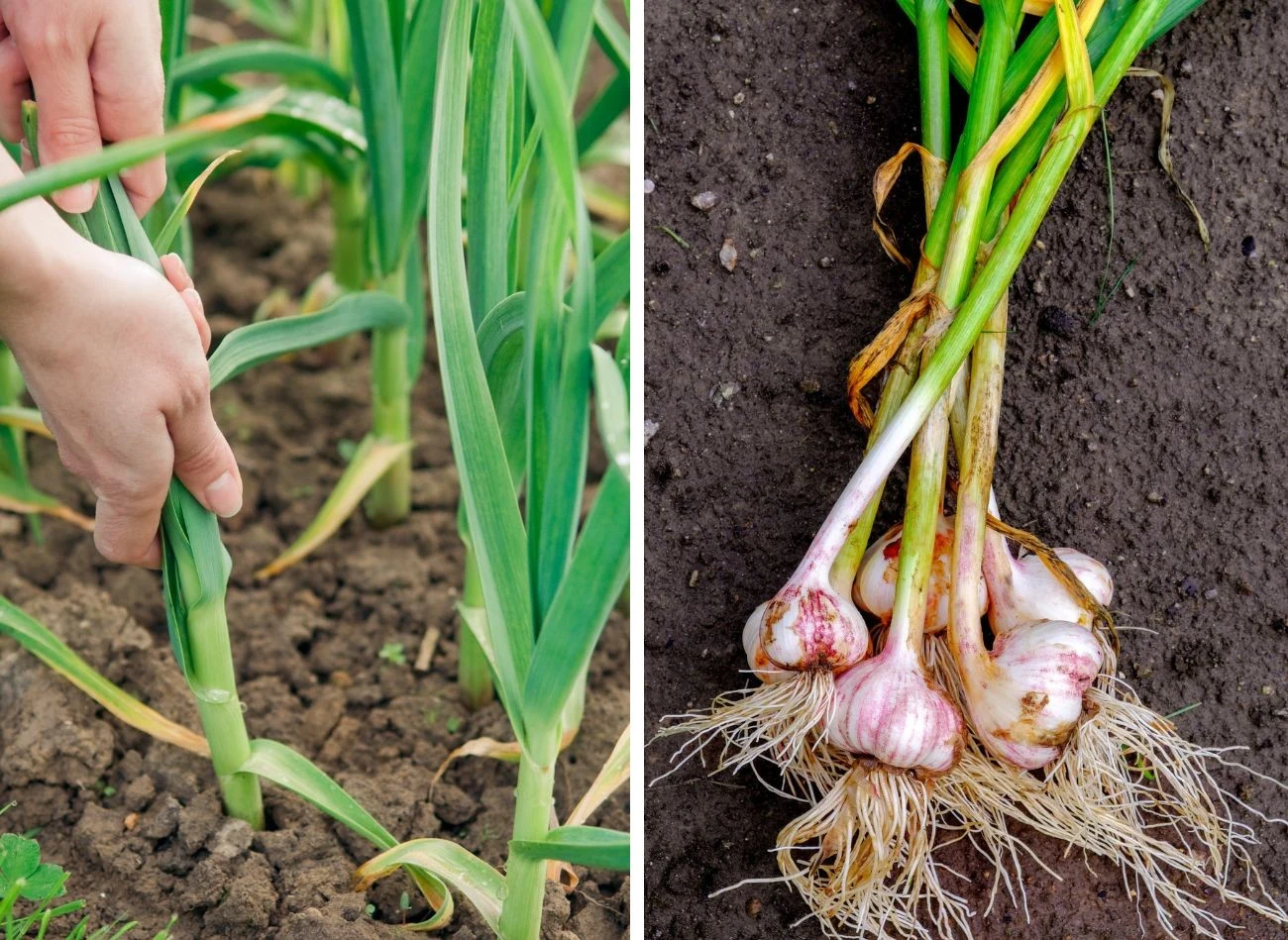 Obrywanie kwiatostanów czosnku wypływa na wielkość bulw