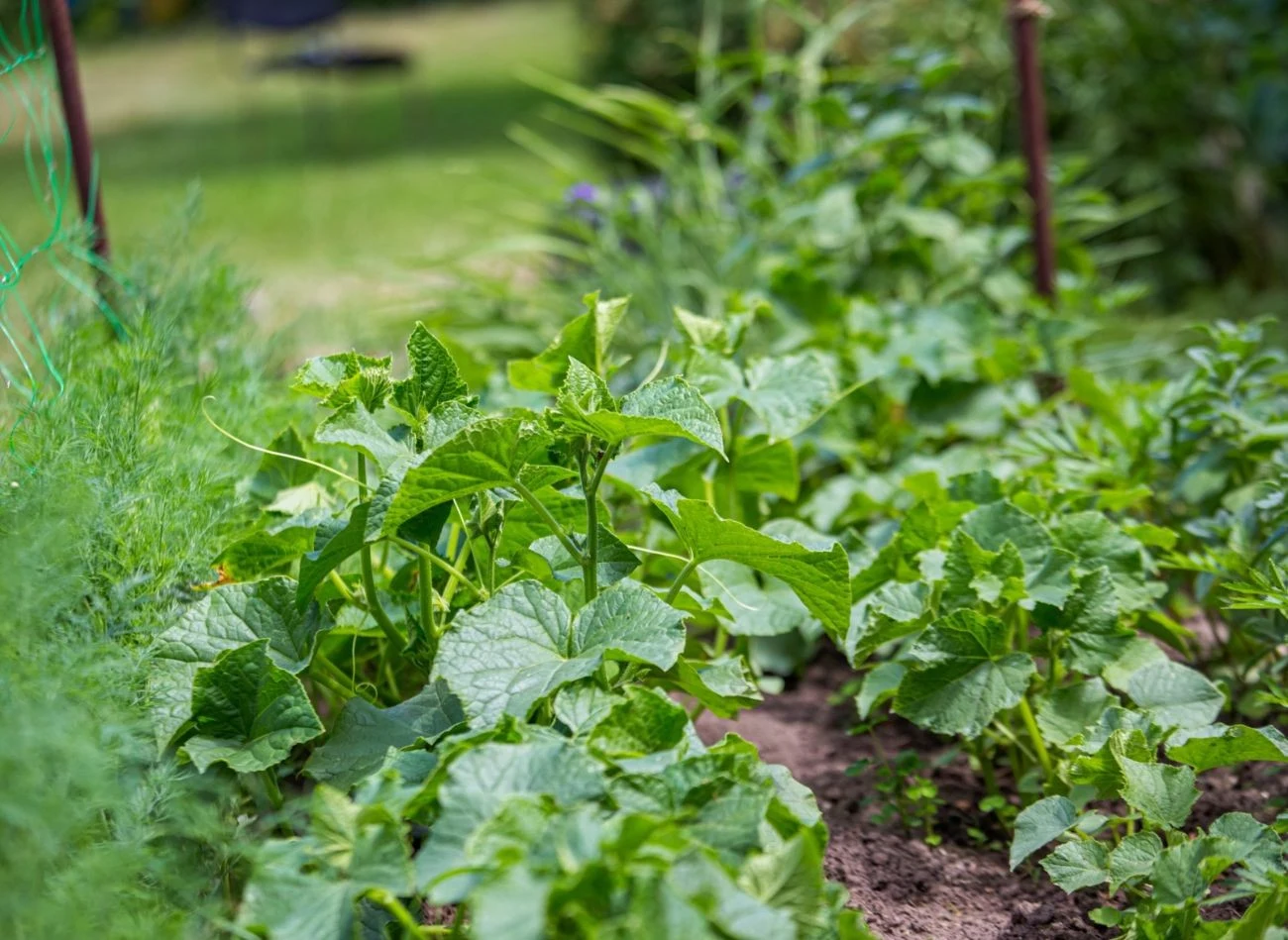 Sąsiedztwo różnych gatunków warzyw może przyczynić się do ich lepszego wzrostu i większych zbiorów