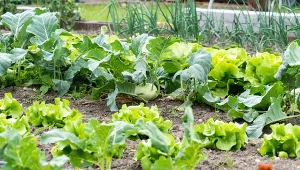 Sprawdź, jakie rośliny są najlepsze na żywą ściółkę w warzywniku.