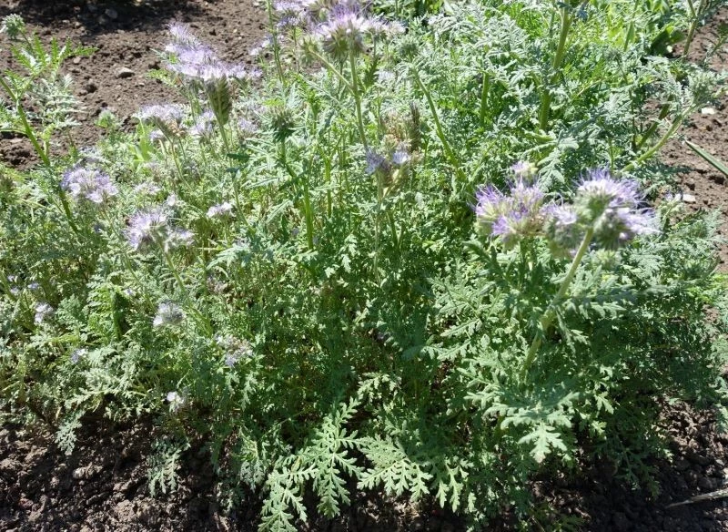 Jako żywą ściółkę wykorzystamy m