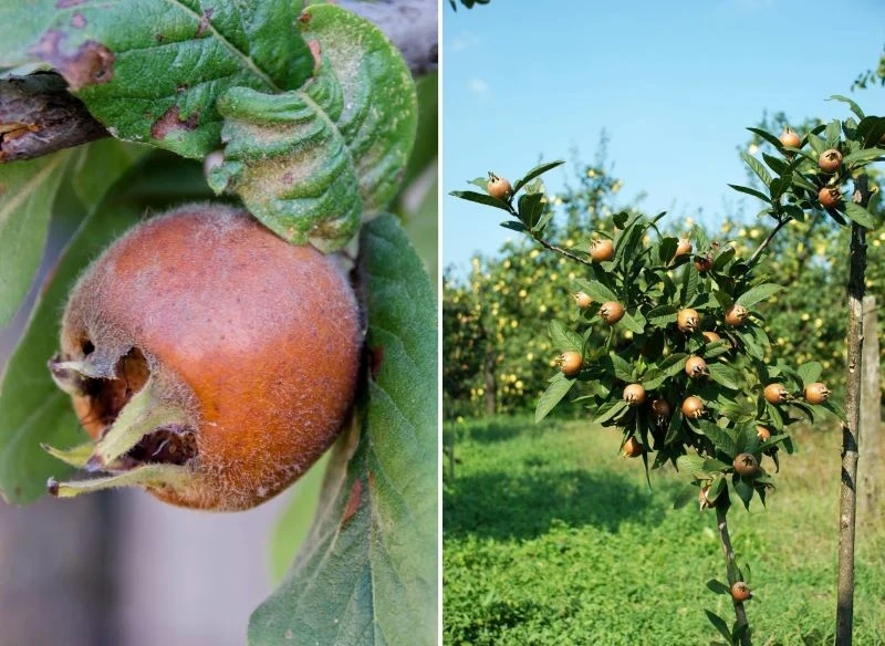 Dojrzewające owoce nieszpułki z każdym słonecznym dniem nabierają smaku, jednak kulminacyjny moment przychodzi wraz z przymrozkami