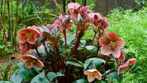 To, do kiedy kwitną ciemierniki, w dużej mierze zależy od temperatury i nasłonecznienia w okresie jesienno-zimowym.