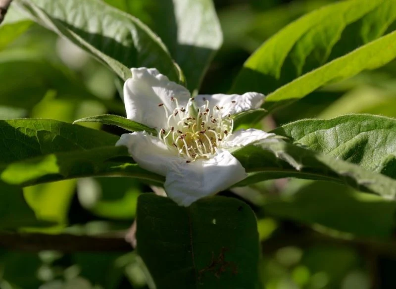 Pojedynczo ułożone na gałęziach kwiaty nieszpułki mają 3-4 cm średnicy, 5 płatków rozłożonych mocno na boki, tworzących kształt misy