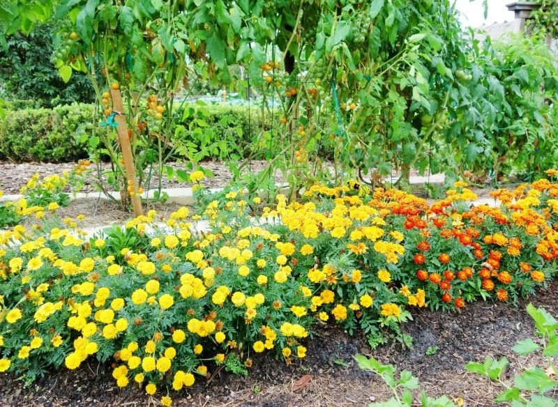 Aksamitki znajdują zastosowanie jako żywa ściółka w warzywniku