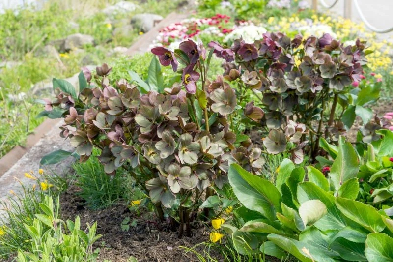 Ciemierniki w ogrodzie wyróżniają się ciekawą formą i zimowym terminem kwitnienia, choć niektóre odmiany utrzymują się nawet do maja