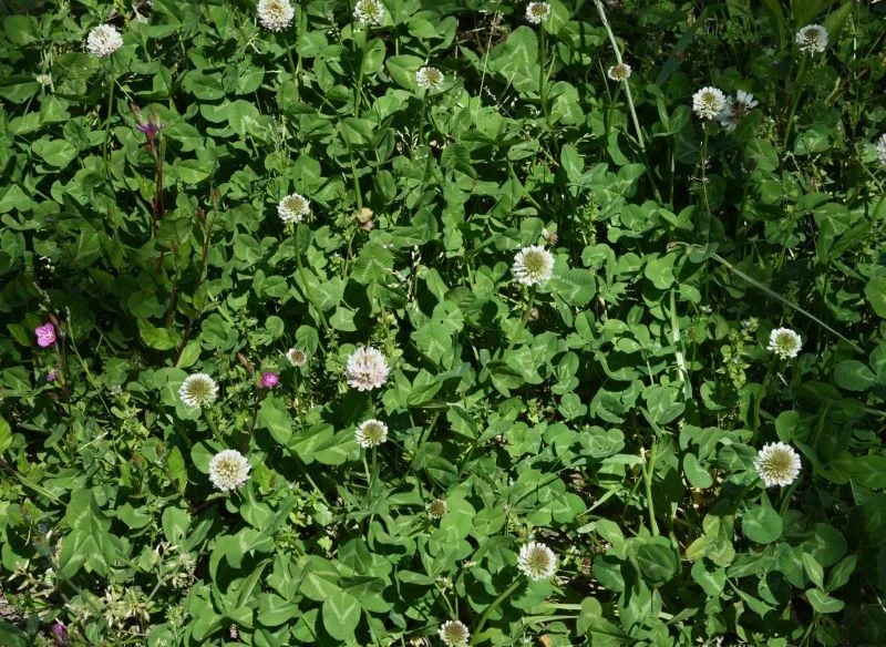 Koniczyna biała to świetny wybór na żywą ściółkę