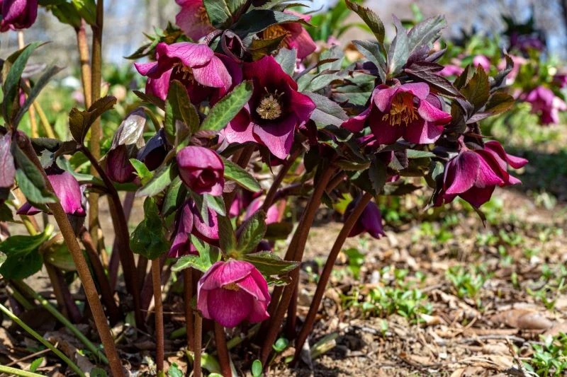 Aby rośliny czuły się, jak w środowisku naturalnym, zadbaj o okrycie podłoża odpowiednio przygotowaną ściółką, np