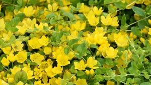 Tojeść rozesłana to oryginalna roślina okrywowa, która urośnie prawie wszędzie. Jak ją uprawiać?