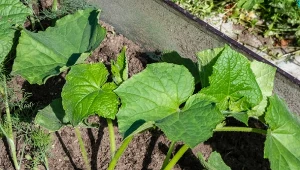 Wyjaśniamy, jak pobudzić ogórki gruntowe do wzrostu.