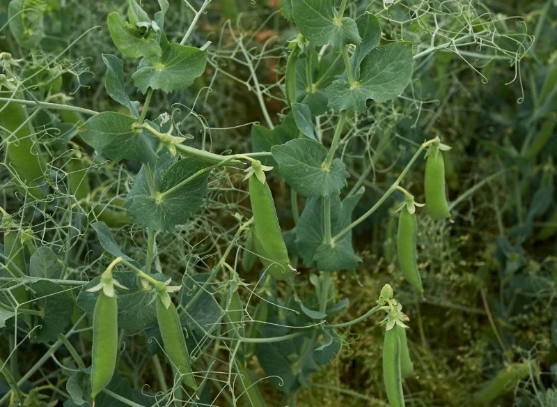 Uprawa groszku cukrowego nie jest trudna, ale należy spełnić kilka podstawowych wymagań