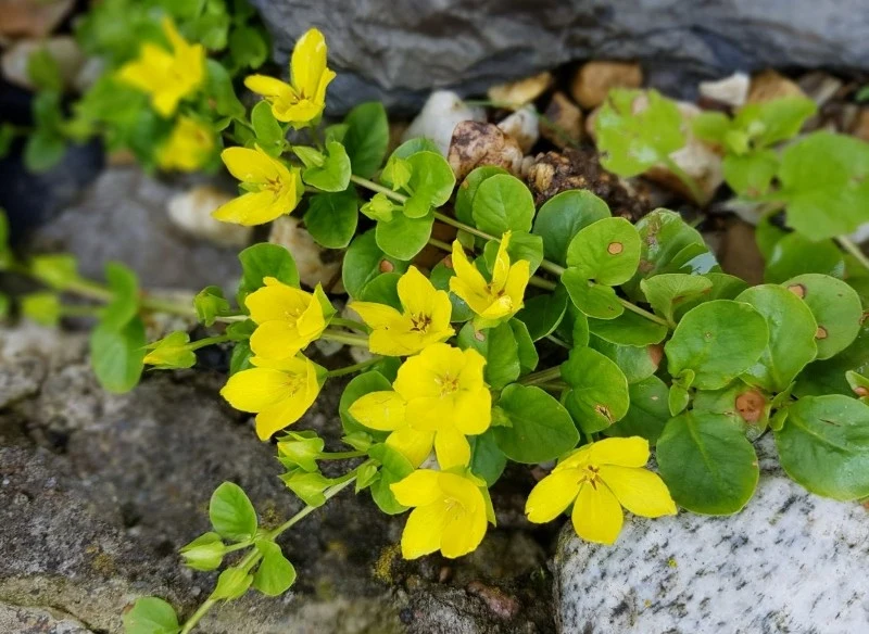 Tojeść rozesłana jest znana ze swoich walorów dekoracyjnych, ale również właściwości prozdrowotnych