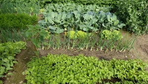 Wielu ogrodników obawia się, że w czerwcu jest za późno na siew warzyw. Niekoniecznie. Zobacz, co jeszcze możesz wysiać.