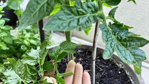 Co sezon praktykuję obrywanie liści pomidorów – ważny zabieg w uprawie pozwala mi uzyskać dorodniejsze i smaczniejsze owoce. Jak to robię?/deccoria.pl