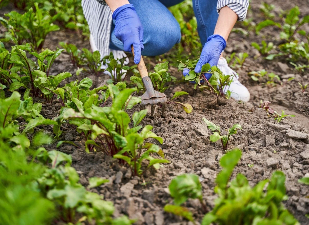 Przez cały czerwiec można siać do gruntu buraki ćwikłowe