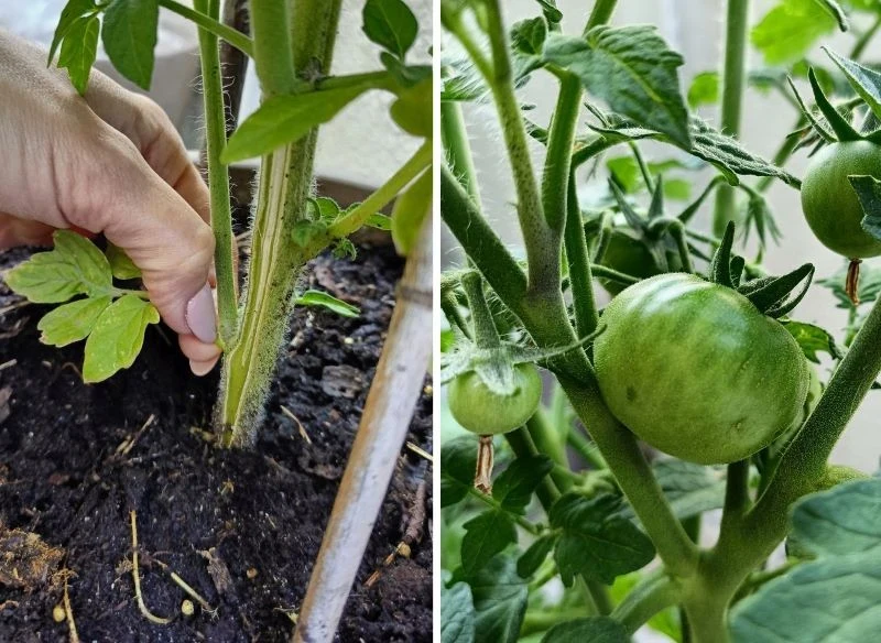 Obrywanie części liści pozwala przyspieszyć owocowanie, a pomidory są większe i smaczniejsze