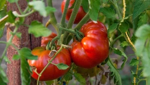 Zaraza ziemniaczana na pomidorach doprowadza do ogromnych strat w plonie. Jak chronić przed nią krzaczki?