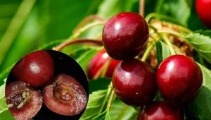 Jest kilka sposobów, by uniknąć robaków w czereśniach. Fot. jackmack34/Andrii Yemelianenko/123RF/CanvaPro