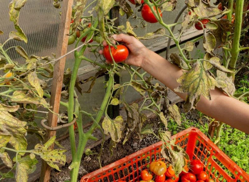 Zarazie ziemniaczanej możemy zapobiec, stosując profilaktyczne opryski