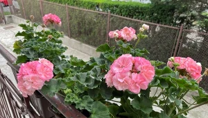 Pelargonie potrzebują regularnego dokarmiania. Zrób specjalną miksturę, a obsypią się kwiatami./Deccoria.pl