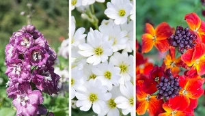 Na rabacie w czerwcu można posadzić m.in. maciejkę, rogownicę kutnerowata oraz lak pachnący. Fot. barbie-bow/Solnage_Z /edvalphotos/CanvaPro