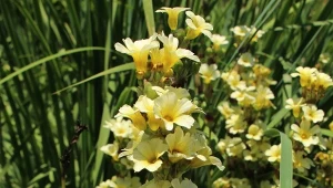 Miecznica prążkowana, kuzynka irysa, rośnie do 50 cm i kwitnie kremowożółtymi kwiatami. Z pewnością wyróżni się np. na skalnej rabacie.