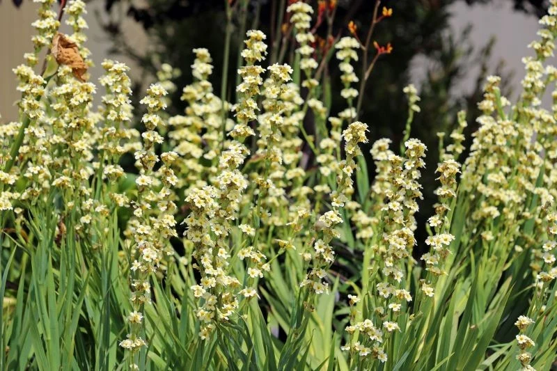 Wysokie pędy z kwiatami miecznicy wyjrzą spomiędzy traw, przełamując monochromatyczną zieleń gęstych liści