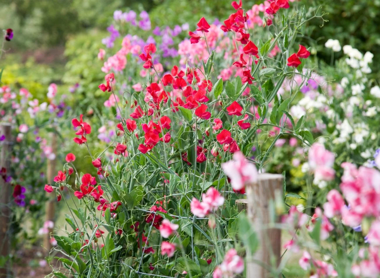 Groszek pachnący posadzony w czerwcu pięknie rozrośnie się w ogrodzie