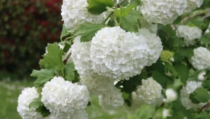 Sprawdź, dlaczego warto przycinać rośliny kwitnące i które trzeba skrócić w czerwcu.