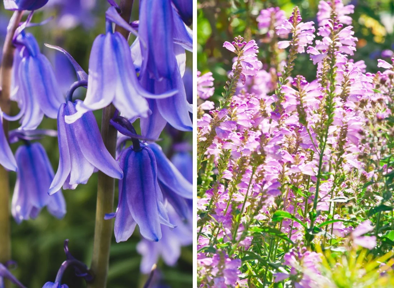Na rabatach wyjątkowo prezentują się również dzwonek karpacki i odętka
