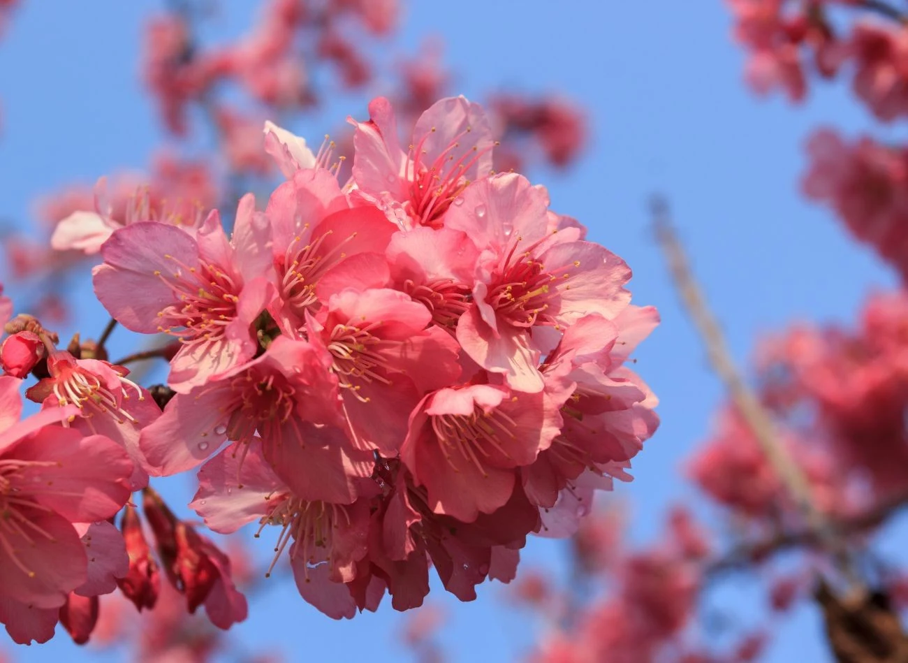 W czerwcu bez problemu można sadzić również drzewa, np
