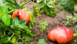 Regularny oprysk prewencyjny z kurkumy pozwala chronić rośliny przed szkodliwymi patogenami. Jak go wykonać? Co jeszcze zyskasz, stosując kurkumę w ogrodzie?