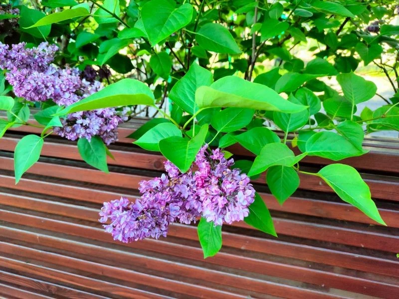 Przycinanie lilaków w czerwcu gwarantuje ich bujne kwitnienie w kolejnym roku