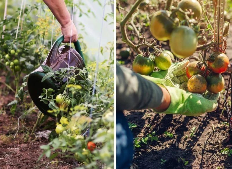 Nie wszędzie sprawdzi się oprysk, w niektórych przypadkach większą skuteczność uzyskasz, podlewając rośliny roztworem kurkumy i wody w odpowiednich...