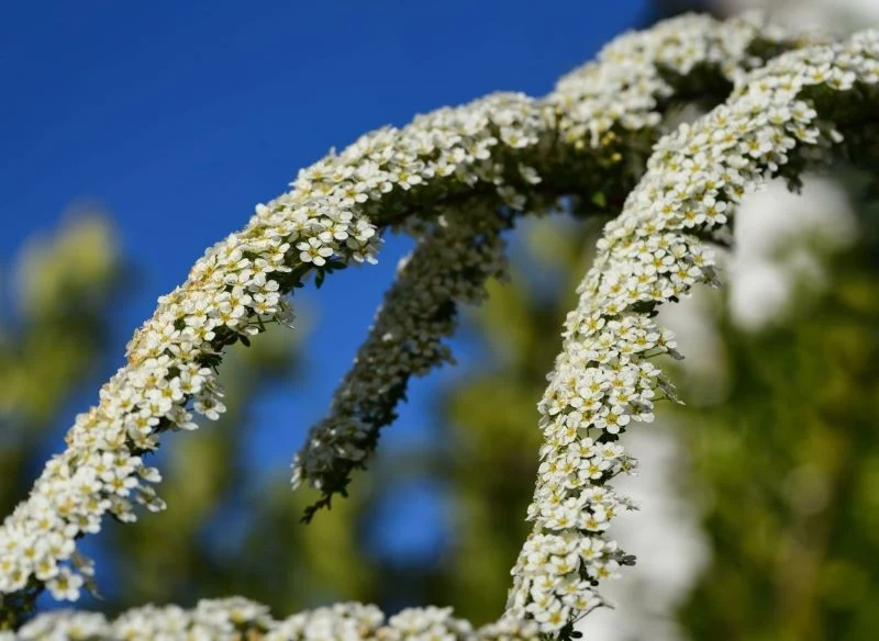 Tawułę wczesną przycinamy w czerwcu