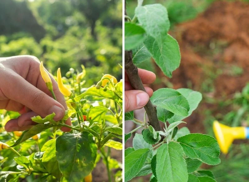 Delikatny roztwór kurkumy możesz wykorzystać do oprysku nie tylko pomidorów czy ogórków, lecz także innych roślin o wysokich wymaganiach i dużej wr...